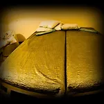I Studia Herbarium * Cracovie